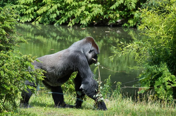 Lonely gorilla in zoo — Stock Photo, Image