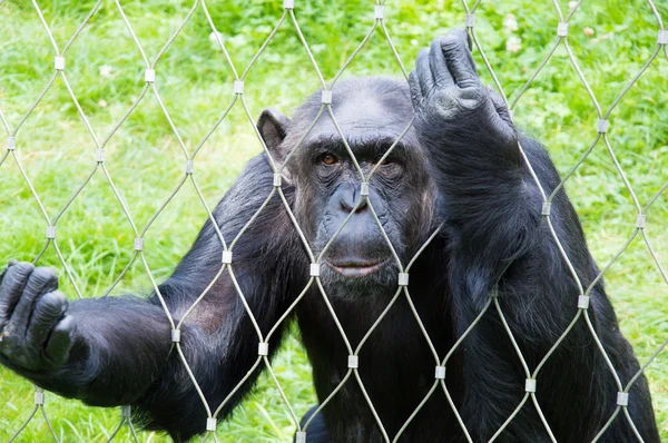 Chimpanzé solitaire en cage au zoo — Photo