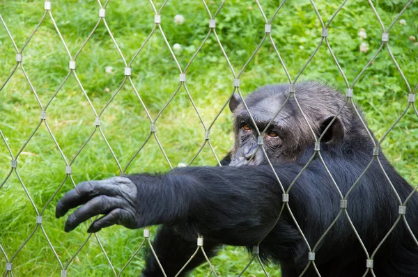 Chimpanzé solitaire en cage au zoo — Photo