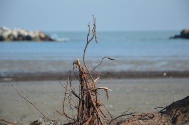 Deniz ve plaj sonbaharda ağaç - portre