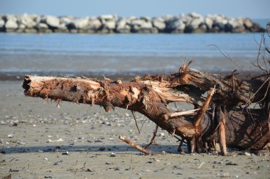 Deniz ve plaj sonbaharda ağaç - portre