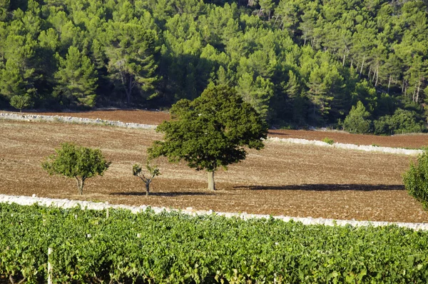 Italienischer Wein Apulien — Stockfoto