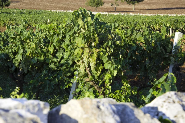 Italienischer Wein Apulien Weinberg — Stockfoto