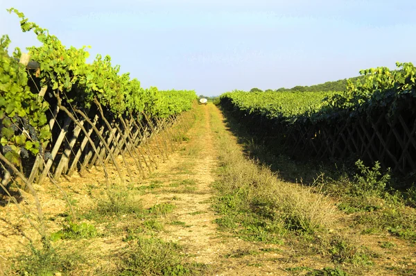 Italienischer Wein Apulien Weinberg — Stockfoto