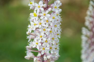 Flora ve çiçek Puglia İtalya