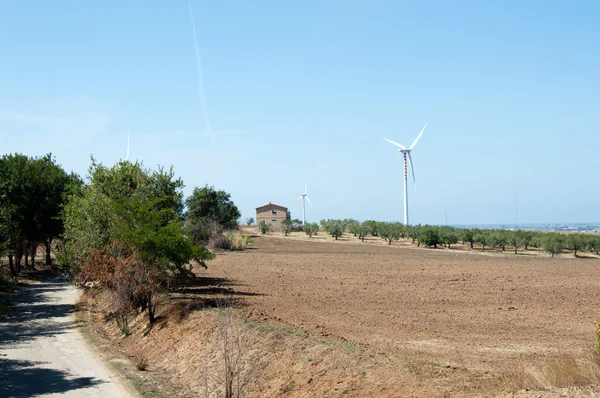 Öko-Windmühlen inmitten von Olivenbäumen auf dem Land — Stockfoto