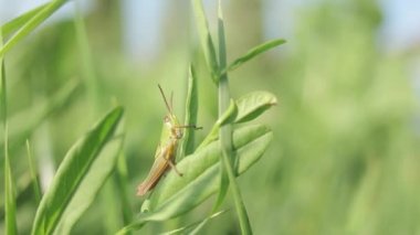 Çekirge, böcek, çekirge yeşil