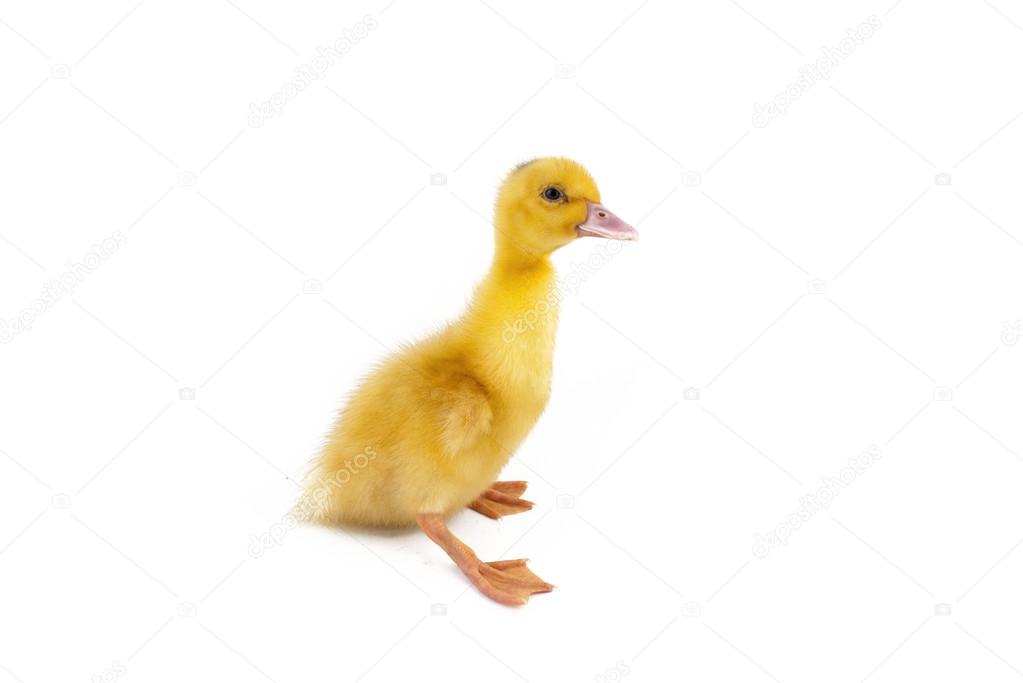 Duck, little duck, yellow duck