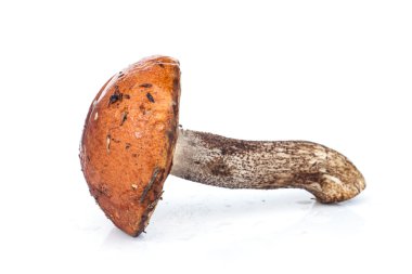 sebze, sabah, sezon, mutfak, Sonbahar, kapağı, sarı, kahverengi, organik, mevsimlik, boletus mantarı, cepe, lezzetli,