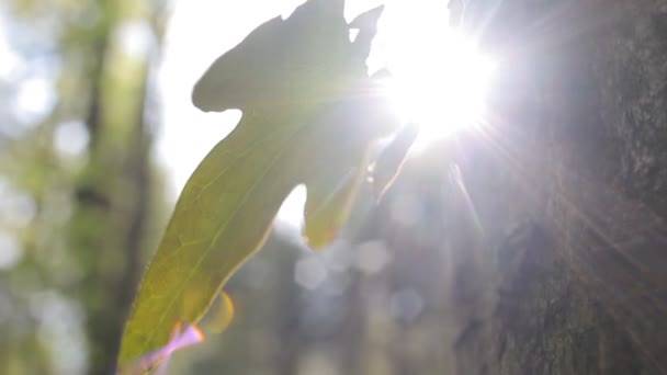 阳光， 自然， 树叶， 公园， 绿色， 闪耀, — 图库视频影像