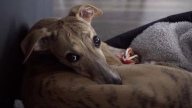 Kamçı köpeği dairede yatakta yatıyor.