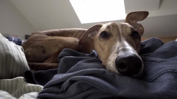 Purebreed Whippet laying in the bad — Stock video