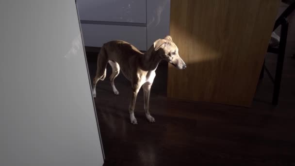 Whippet perro de pie en la cocina en el sol — Vídeos de Stock