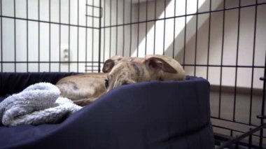 Köpek Whippet kafeste kötülerin arasında yatıyor.