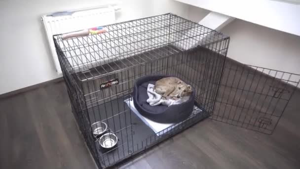 Собака Уиппет лежит в плохом в клетке — стоковое видео