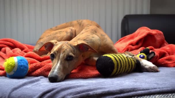 Whippet perro en el sofá tomando un poco de descanso — Vídeos de Stock