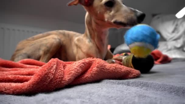 Whippet dog on the couch taking some rest — Stock Video