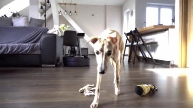Kırbaç köpeği dairede yürüyor.