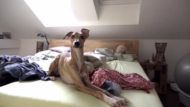 Perro Whippet de pura raza sentado en la cama — Vídeos de Stock