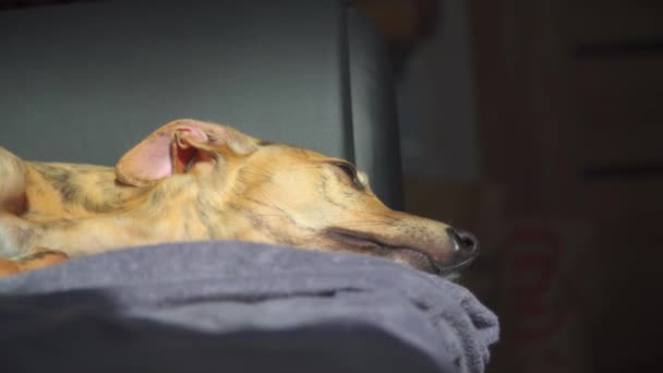 Whippet cachorro en el sofá en el día soleado — Vídeos de Stock