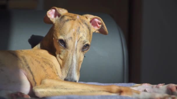 Уиппет щенок на диване в солнечный день — стоковое видео