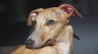 Güneşli bir günde kanepede kırbaçlanan köpek yavrusu