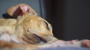 Güneşli bir günde kanepede kırbaçlanan köpek yavrusu