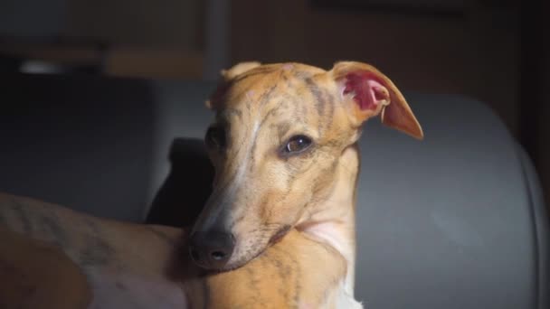 Whippet valp på soffan i solig dag — Stockvideo