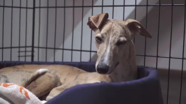 Śpiąca Whippet w klatce dla psów — Wideo stockowe