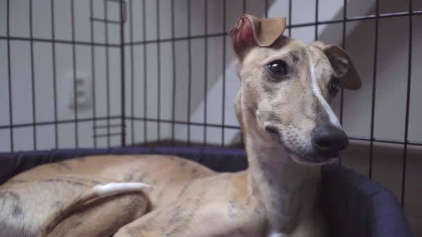 Dorminhoco Whippet na gaiola do cão — Vídeo de Stock