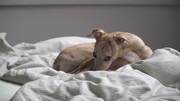 Whippet hund i sängen — Stockvideo