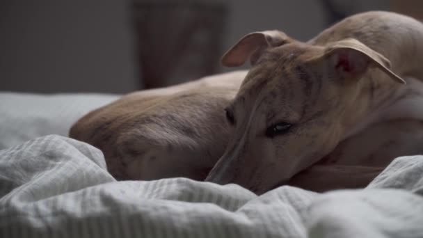 Whippet perro en la cama — Vídeos de Stock