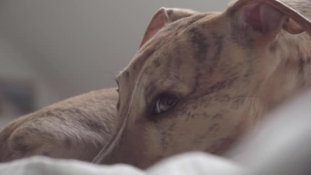Whippet hund i sängen — Stockvideo