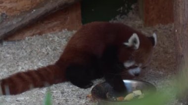 Red Panda - Ailurus fulgens
