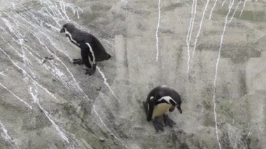 yürüyen penguenler