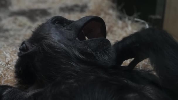 Macaco aborrecido — Vídeo de Stock