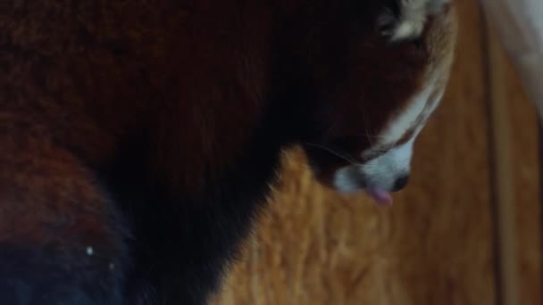 Sweet red panda — Stock Video