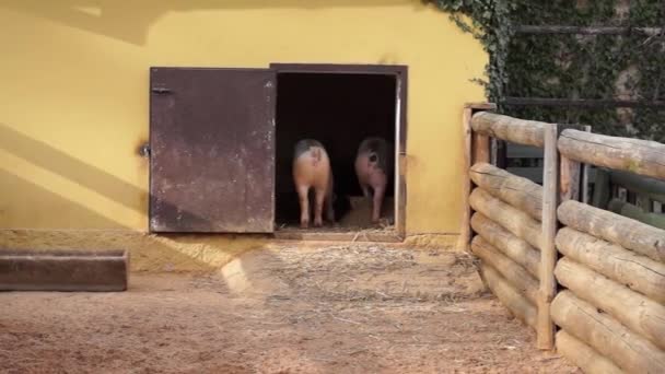 Cerdito. — Vídeo de stock