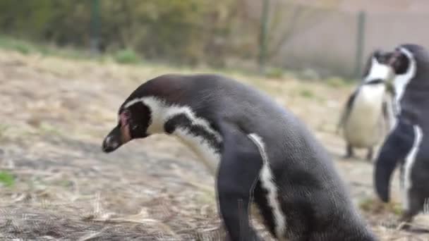 Pingüino de Humboldt - pingüino divertido — Vídeo de stock