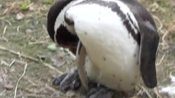 Pingüino de Humboldt - pingüino divertido — Vídeo de stock