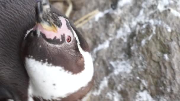 Pinguim Humboldt - pinguim engraçado — Vídeo de Stock