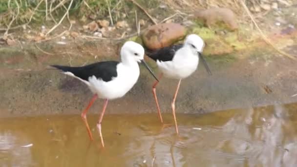 Aves con patas largas — Vídeo de stock