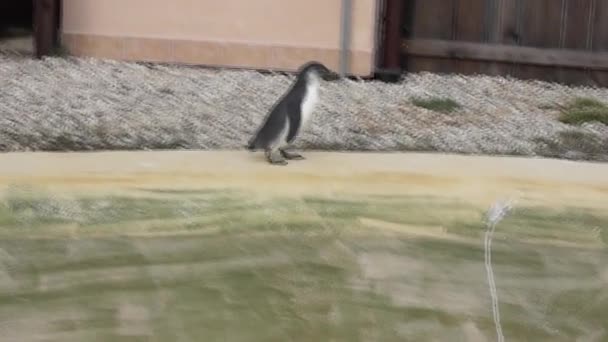 Pingüinos caminantes — Vídeo de stock