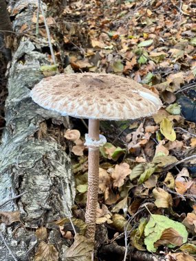  Vahşi ormanda büyük mantar şemsiyesi