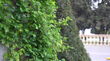 Bakü, Azerbaycan 'da şehir manzarası ele geçirildi