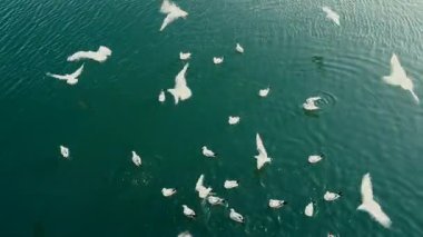 Deniz yüzeyindeki martılar..