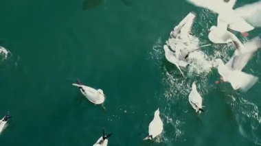 Deniz yüzeyindeki martılar..