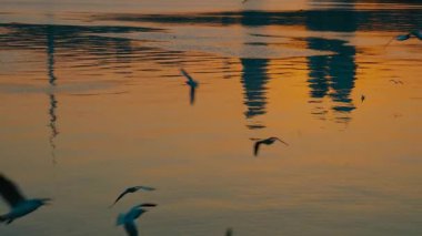 Hazar denizinin yüzeyindeki martılar akşam vakti görkemli günbatımında. Bakü, Azerbaycan. 16.11.2025.