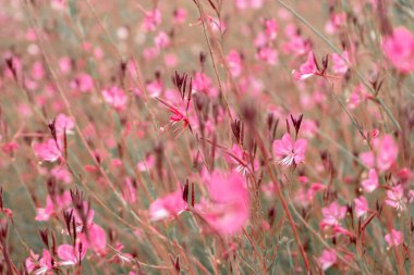 Fotoğraf Central Park 'ı ziyaret ederken çekildi. Bakü, Azerbaycan. 21.09.2025.