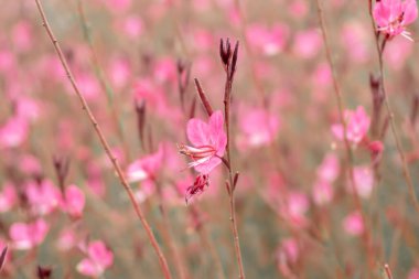 Fotoğraf Central Park 'ı ziyaret ederken çekildi. Bakü, Azerbaycan. 21.09.2025.